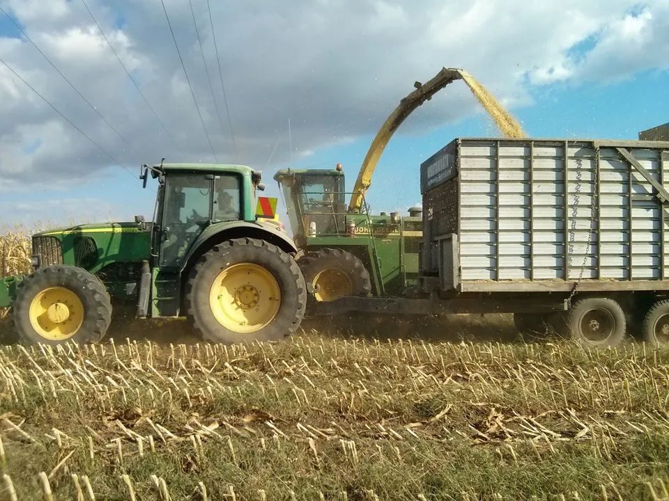 John Deere tractor pulling a high-sided silage trailer as a forage harvester fills it from the maize alongside