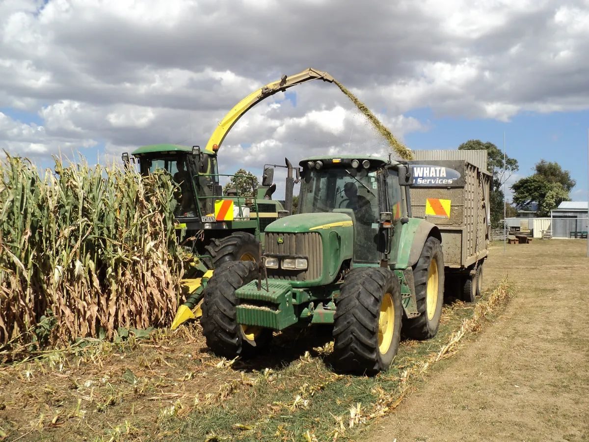 Self-propelled forage harvester cutting standing maize and blowing chopped silage into a trailer pulled by a John Deere tractor alongside