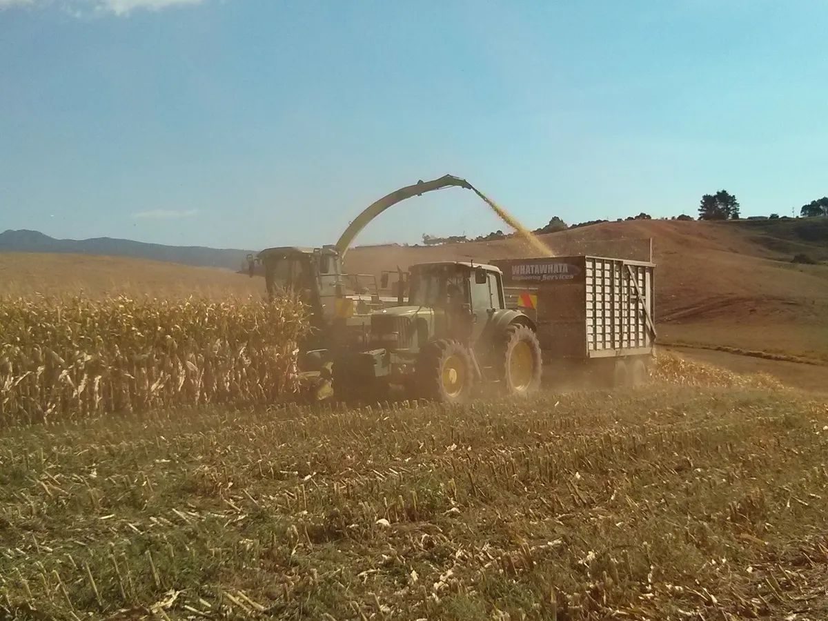 Forage harvester and tractor working side by side through a maize crop on a sunny hillside, silage arcing into the trailer